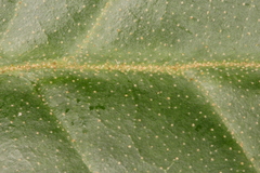 Croton carpostellatus