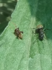 Camponotus mus