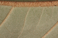 Croton carpostellatus