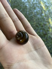 Pomacea canaliculata