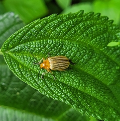 Metaxyonycha granulata