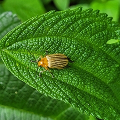 Metaxyonycha granulata