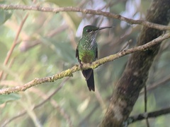 Heliodoxa imperatrix