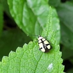 Omophoita octoguttata