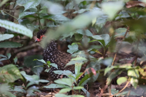 Nahan's Partridge (Ptilopachus nahani), photo 2