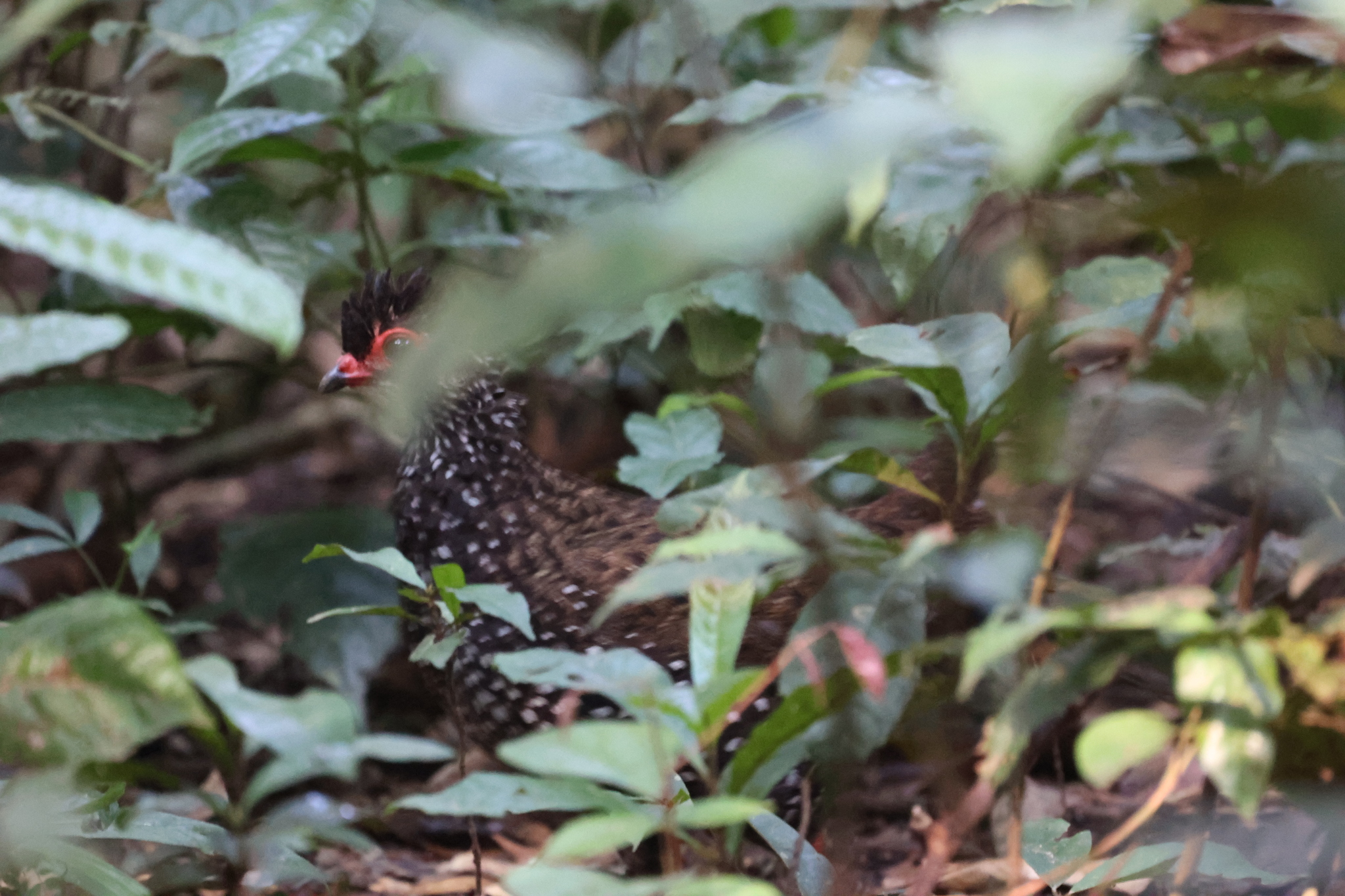 Nahan's Partridge (Ptilopachus nahani), photo 2