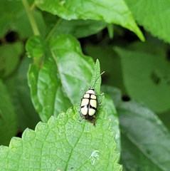 Omophoita octoguttata