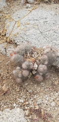Mammillaria albicans