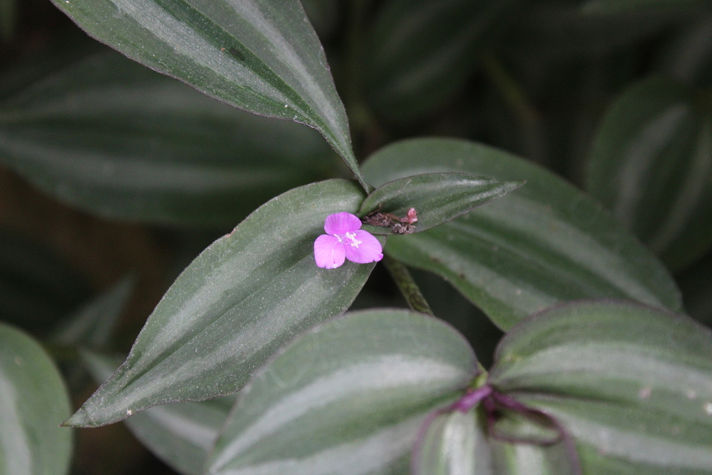 Misère (Tradescantia, Ephémère zébré) (Tradescantia zebrina)