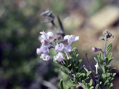 Ocimum burchellianum