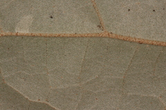 Croton carpostellatus