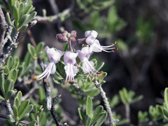 Ocimum burchellianum