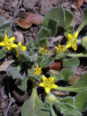 Aizoon glinoides