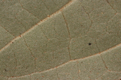 Croton carpostellatus