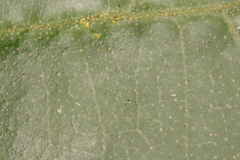 Croton carpostellatus