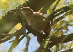 Phacellodomus striaticollis