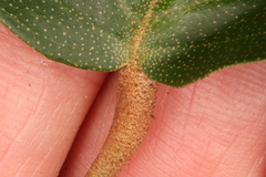 Croton carpostellatus