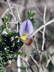 Lotononis azureoides