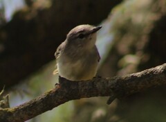 Serpophaga