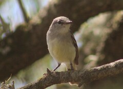 Serpophaga