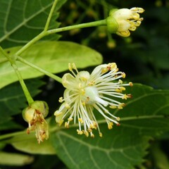 Tilia platyphyllos