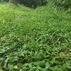 Pseudechinolaena polystachya
