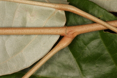 Croton carpostellatus