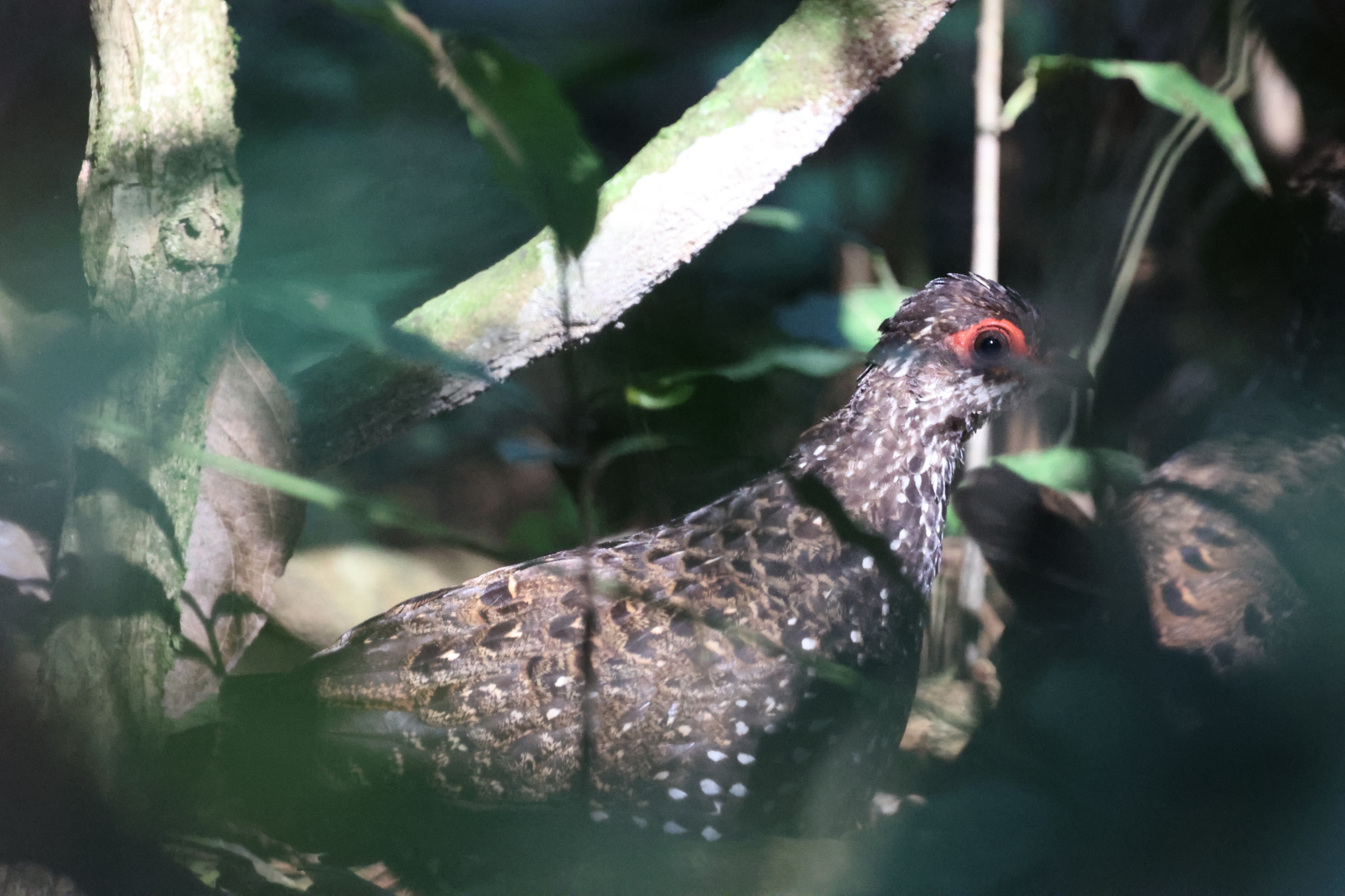 Nahan's Partridge (Ptilopachus nahani), photo 3