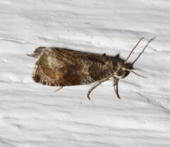 Olethreutes appendiceum