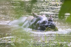 Rhinoceros unicornis