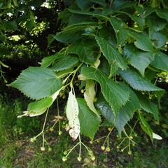 Tilia platyphyllos