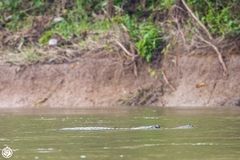 Gavialis gangeticus