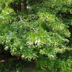 Tilia platyphyllos