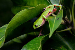 Reticulate Leaf Frog photo 2