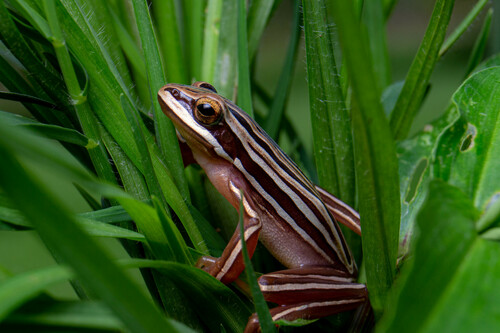 Narrow-headed Tree Frog, Boana stenocephala