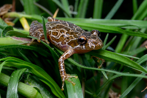 Alpinopolis Snouted Treefrog