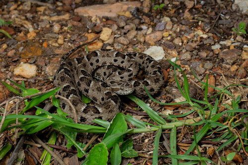 Marbled lancehead