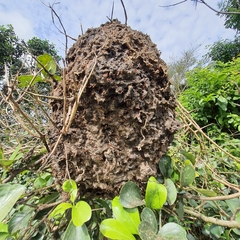 Crematogaster castanea