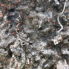 Crematogaster castanea