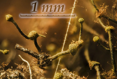 Chaenothecopsis edbergii