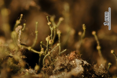 Chaenothecopsis edbergii