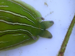 Phyllaplysia taylori