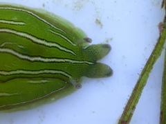 Phyllaplysia taylori