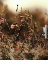 Chaenothecopsis edbergii