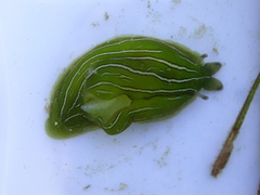 Phyllaplysia taylori