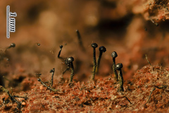 Chaenothecopsis edbergii