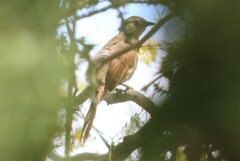 Phacellodomus striaticollis