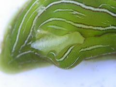 Phyllaplysia taylori