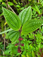 Miconia australis