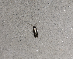 Wegneria panchalcella